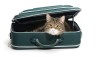 Grey cat sitting in a green suitcase white background